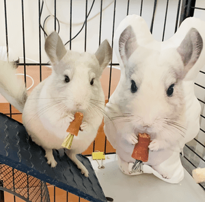 Custom Personalized Pet 3D Pillow