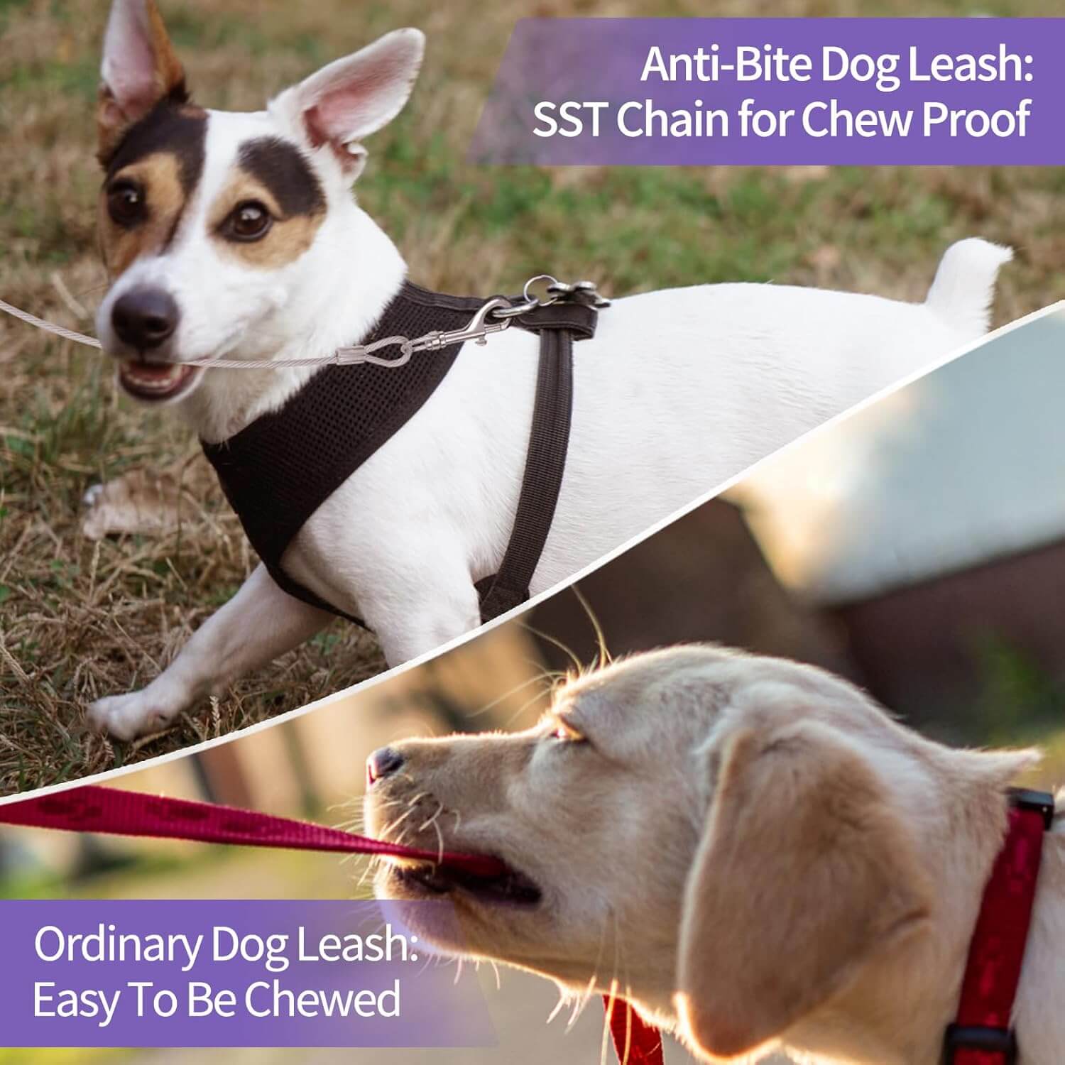 Dog Leash with LED Light